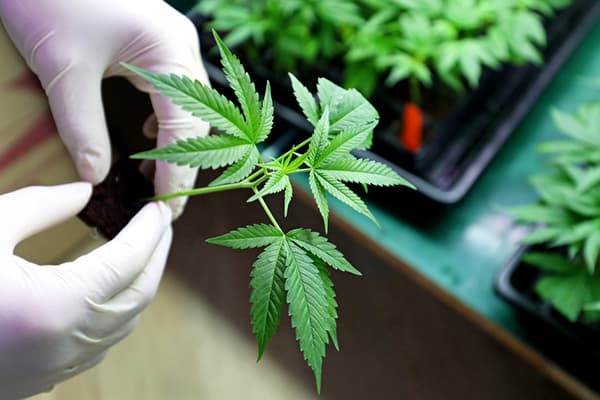 Common Cannabis Gig Jobs 
