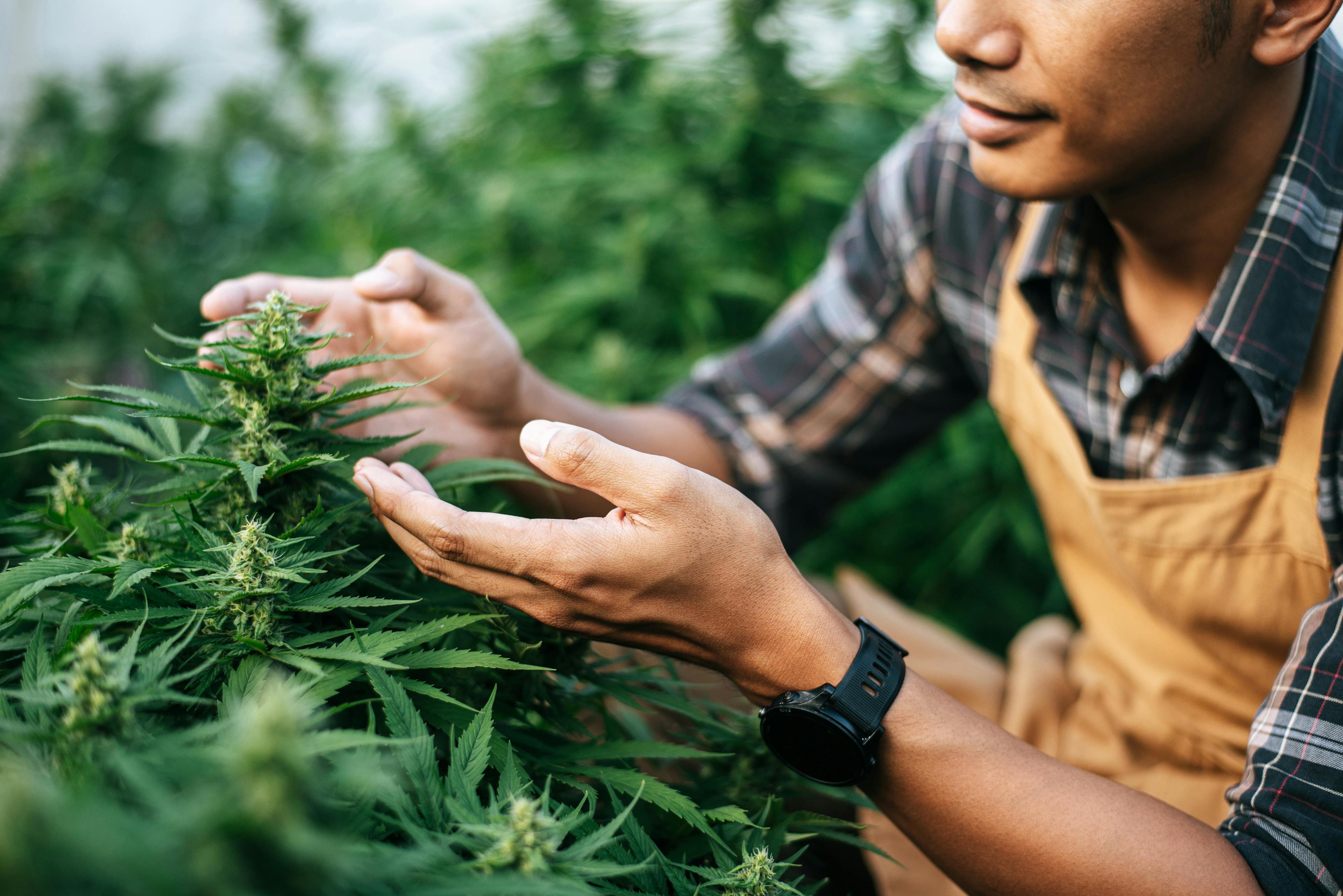 From Trimmers to Executives: The Spectrum of Cannabis Industry Jobs