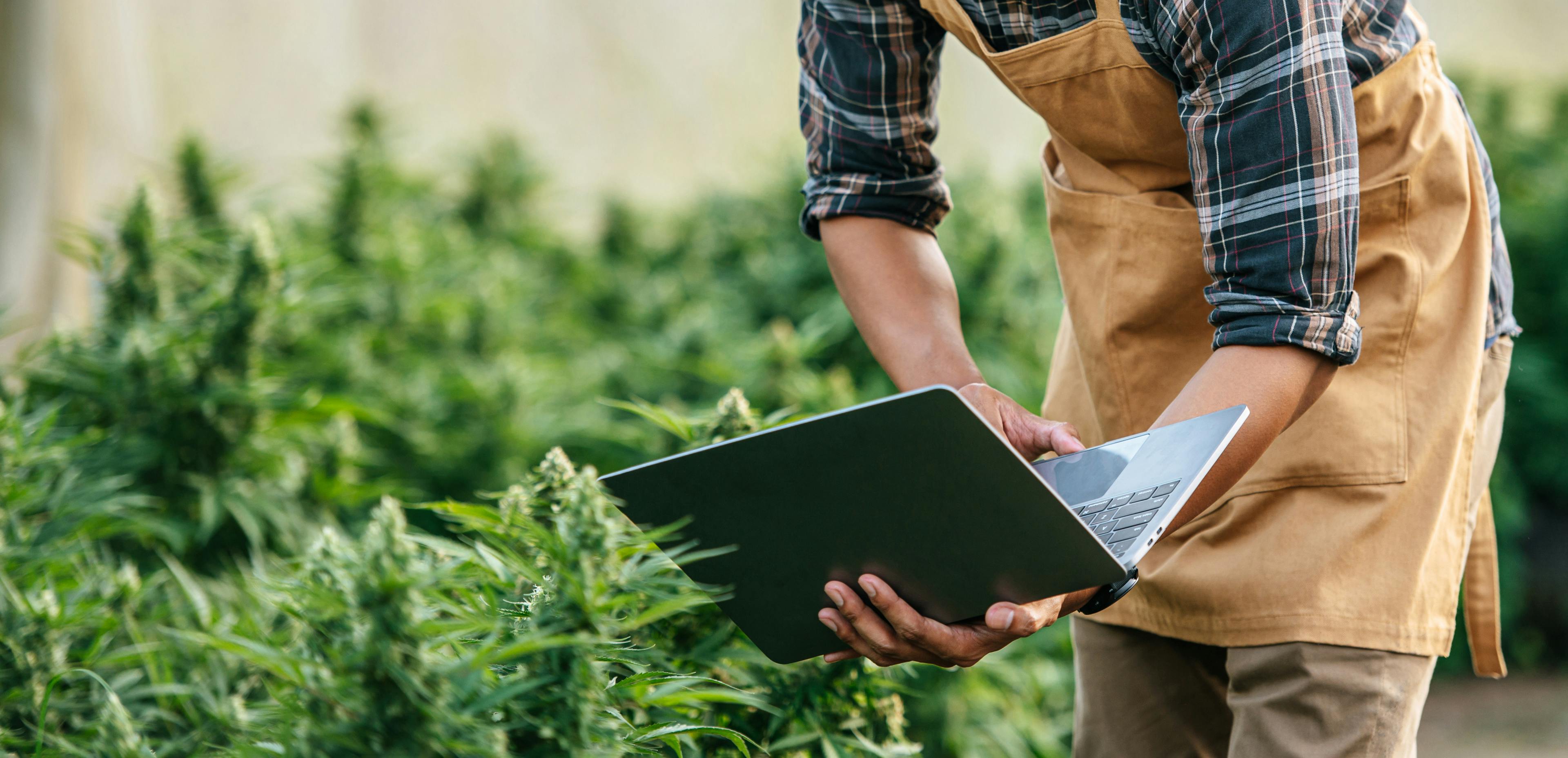 Thriving in the Cannabis Job Market: Discover Exciting Trends & Opportunities
