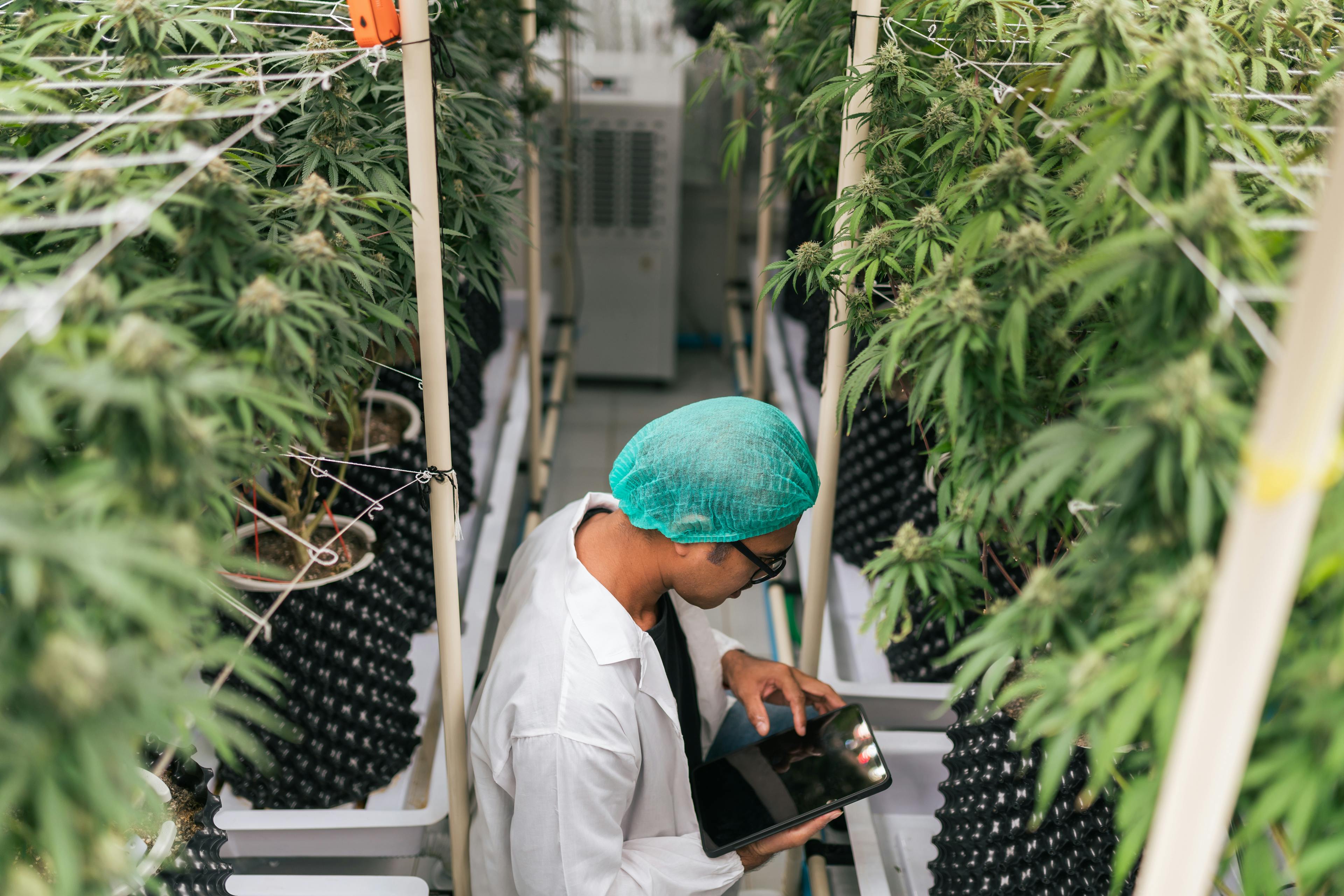 Unlocking Your Cannabis Career: Exploring Paths to Success