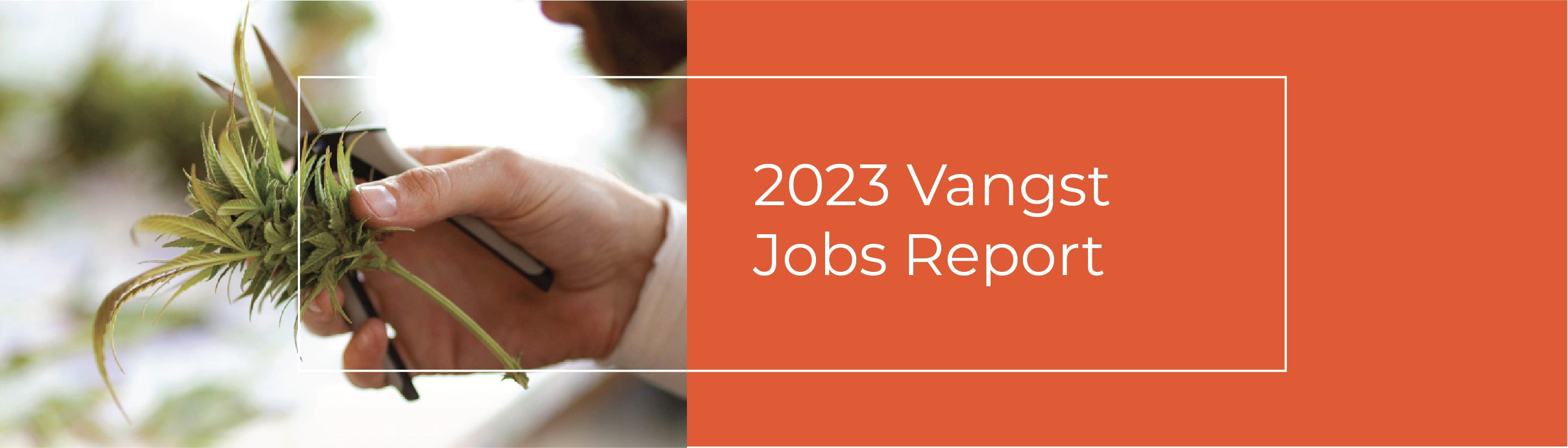 Live Now: The Vangst 2023 Cannabis Jobs Report