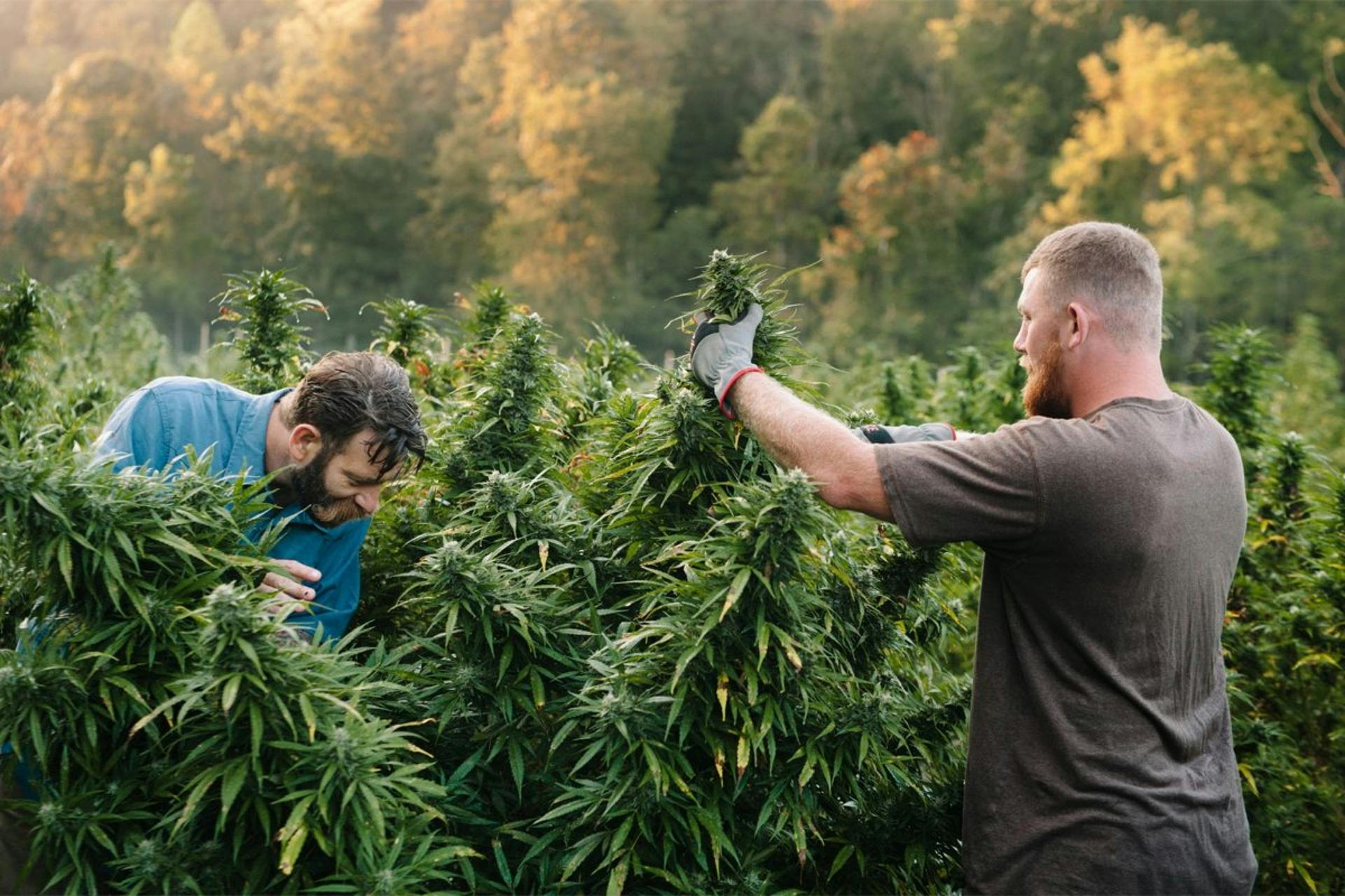 Your Ultimate Cannabis Employment FAQ: Unlocking Opportunities in a Thriving Industry