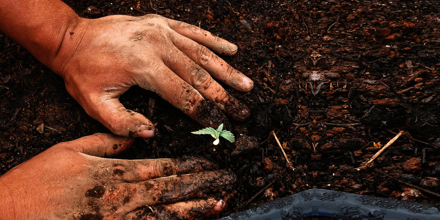 Two hands planting a small cannabis flower in dirt